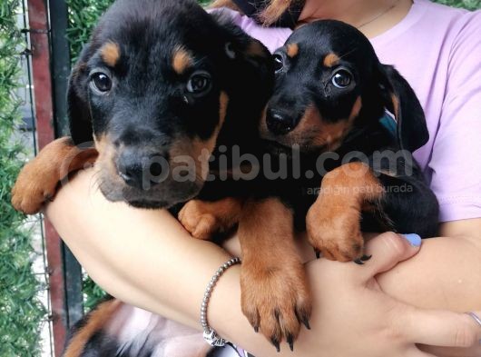 Sevimli Rottweiler Yavrular