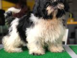 5 Aylık Erkek Morkie
