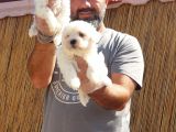 Maltese Terrier Yavrular