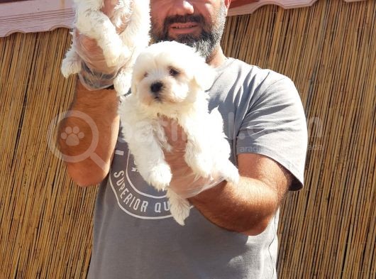 Maltese Terrier Yavrular görsel