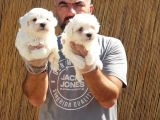 Maltese Terrier Yavrular