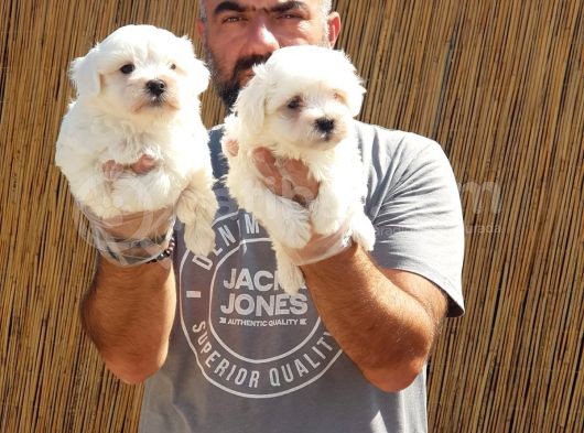 Maltese Terrier Yavrular