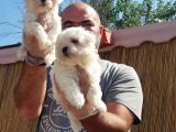 Maltese Terrier Yavrular