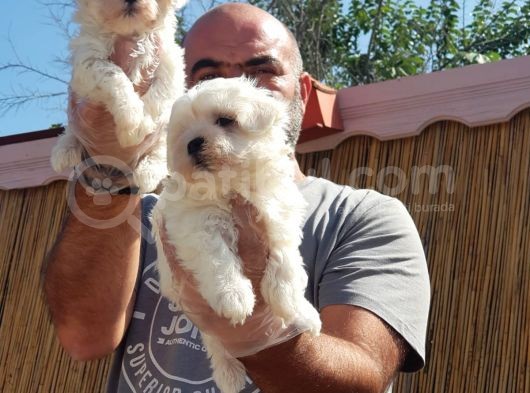 Maltese Terrier Yavrular görsel