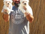 Maltese Terrier Yavrular