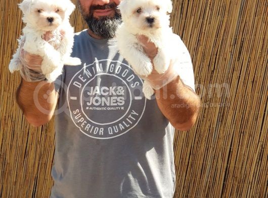 Maltese Terrier Yavrular görsel