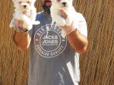 Maltese Terrier Yavrular