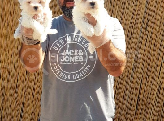 Maltese Terrier Yavrular görsel