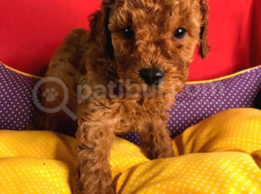 2 Aylık Orijinal Red Brown Toy Poodle Yavrular görsel