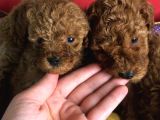 2 Aylık Orijinal Red Brown Toy Poodle Yavrular