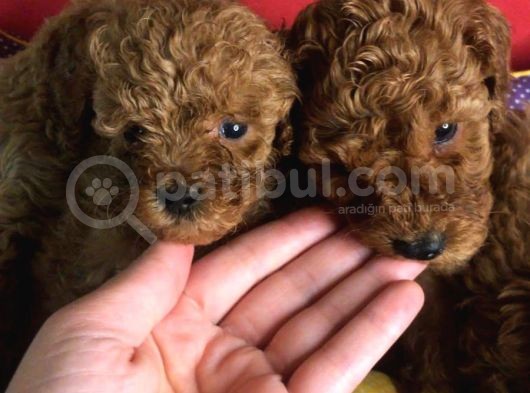 2 Aylık Orijinal Red Brown Toy Poodle Yavrular görsel