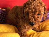 2 Aylık Orijinal Red Brown Toy Poodle Yavrular