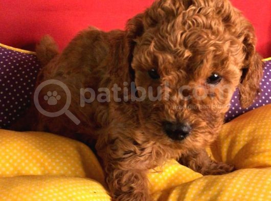 2 Aylık Orijinal Red Brown Toy Poodle Yavrular