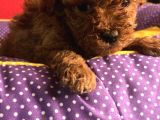 2 Aylık Orijinal Red Brown Toy Poodle Yavrular