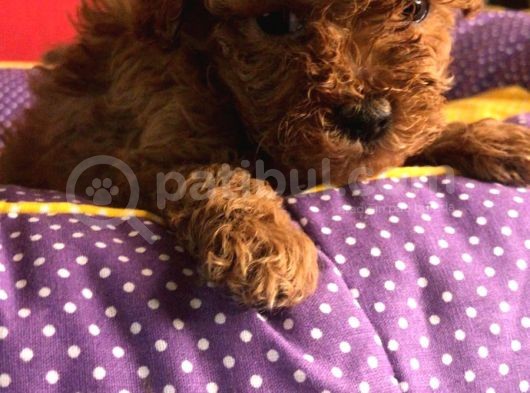 2 Aylık Orijinal Red Brown Toy Poodle Yavrular görsel