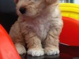 2 Aylık Dişi F1 Maltipoo
