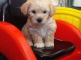 2 Aylık Dişi F1 Maltipoo