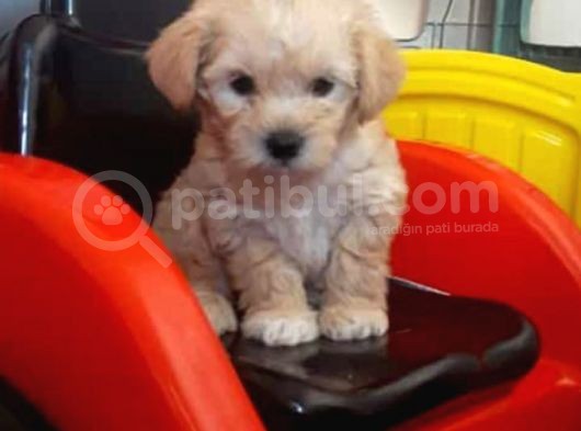 2 Aylık Dişi F1 Maltipoo görsel