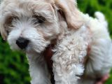 2 Aylık F1 Maltipoo
