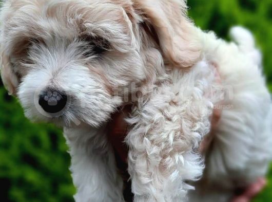 2 Aylık F1 Maltipoo görsel