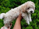 2 Aylık F1 Maltipoo