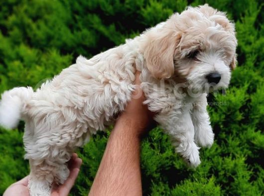 2 Aylık F1 Maltipoo görsel