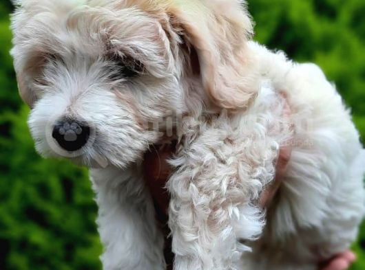 2 Aylık F1 Maltipoo görsel