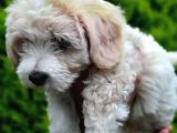 2 Aylık F1 Maltipoo