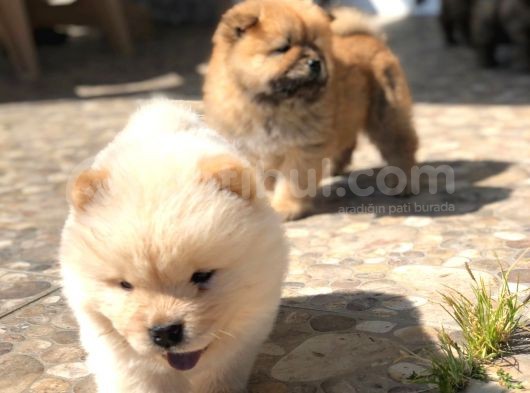 Chow Chow (Çin Aslanı) Yavruları