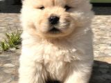 Chow Chow (Çin Aslanı) Yavruları