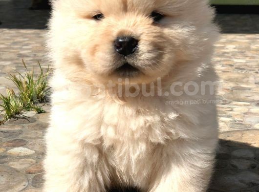 Chow Chow (Çin Aslanı) Yavruları görsel