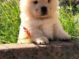 Chow Chow (Çin Aslanı) Yavruları