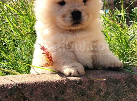Chow Chow (Çin Aslanı) Yavruları görsel