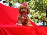 Wc Eğitimli Maltipoo Yavrular