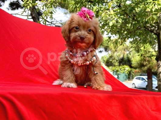 Wc Eğitimli Maltipoo Yavrular görsel