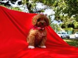 Wc Eğitimli Maltipoo Yavrular
