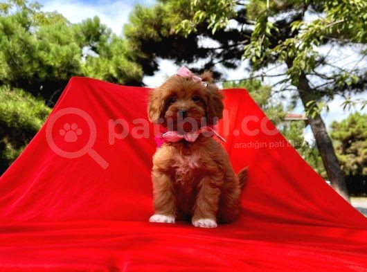 Wc Eğitimli Maltipoo Yavrular görsel