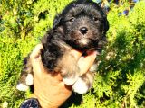 Maltese Terrier Yavrumuz Mevcuttur.