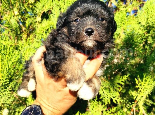 Maltese Terrier Yavrumuz Mevcuttur. görsel