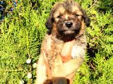 Maltese Terrier Yavrumuz Mevcuttur.