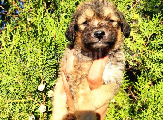 Maltese Terrier Yavrumuz Mevcuttur. görsel
