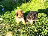 Maltese Terrier Yavrumuz Mevcuttur.
