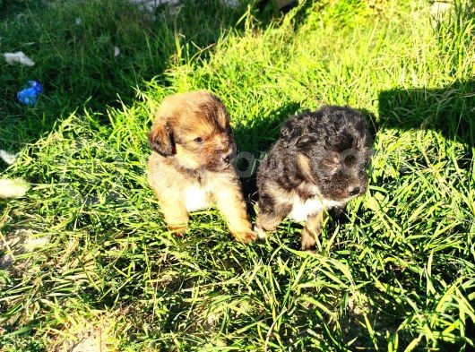 Maltese Terrier Yavrumuz Mevcuttur. görsel