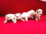 Maltese Terrier Yavrumuz Mevcuttur.