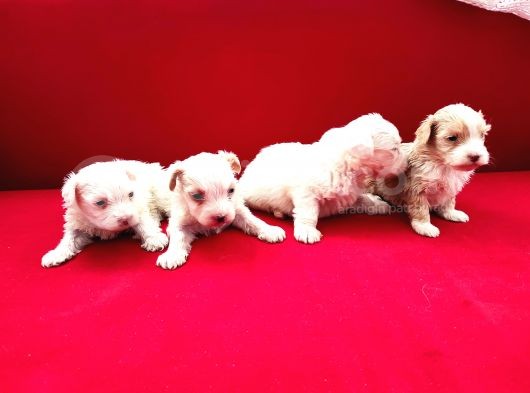 Maltese Terrier Yavrumuz Mevcuttur. görsel