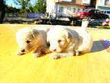 Maltese Terrier Yavrumuz Mevcuttur.