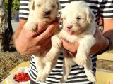 Maltese Terrier Yavrumuz Mevcuttur.