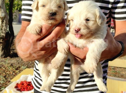 Maltese Terrier Yavrumuz Mevcuttur.