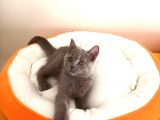 British Shorthair Yavrular Sizler İçin