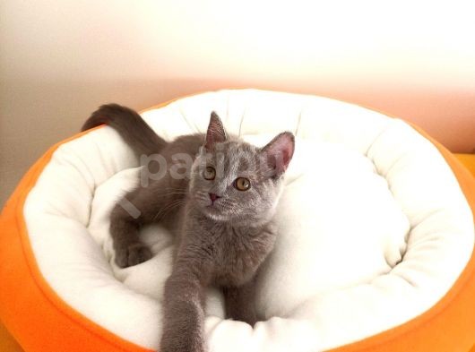 British Shorthair Yavrular Sizler İçin görsel